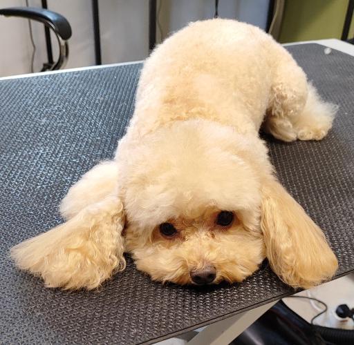 عکس پرهام گرومر