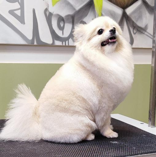 عکس پرهام گرومر