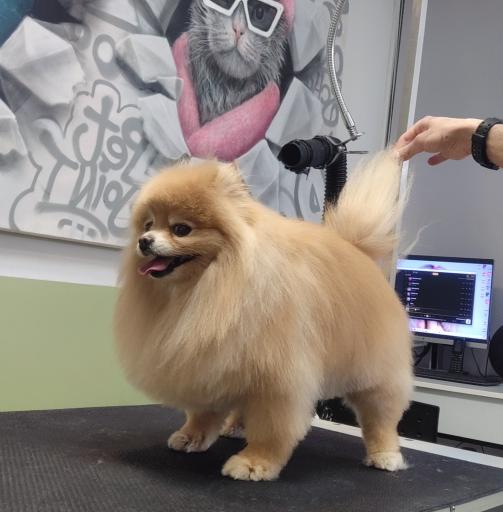 عکس پرهام گرومر