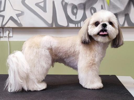 پرهام گرومر