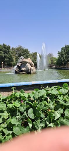عکس بئی، گلین باغچاسی