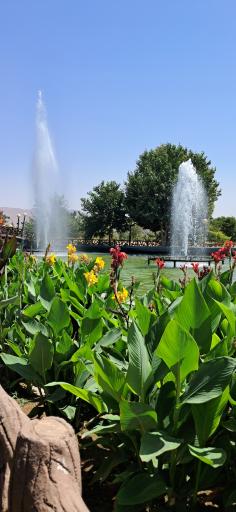 عکس بئی، گلین باغچاسی