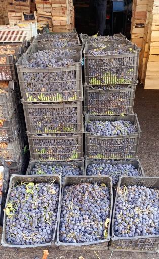 عکس میدان تره بار