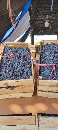 عکس میدان تره بار