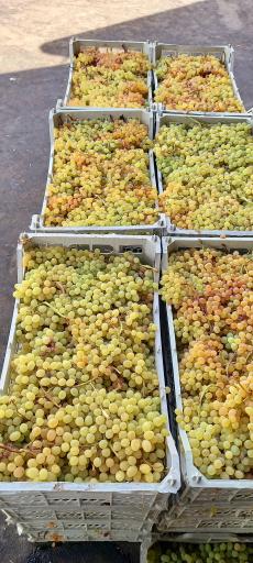 عکس میدان تره بار