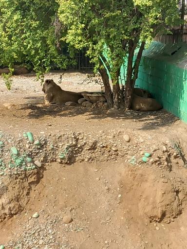 عکس باغ وحش دز