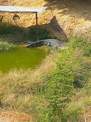 عکس باغ وحش دز