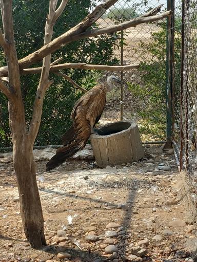 عکس باغ وحش دز