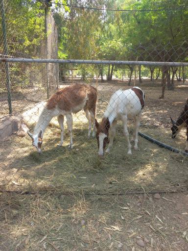 عکس باغ وحش دز