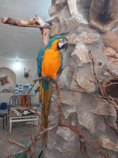 عکس باغ وحش دز