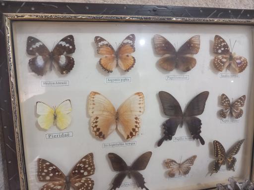 عکس باغ وحش دز