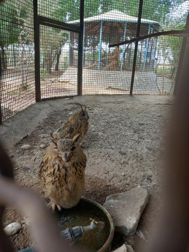 عکس باغ وحش دز