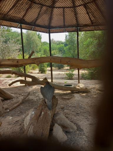 عکس باغ وحش دز