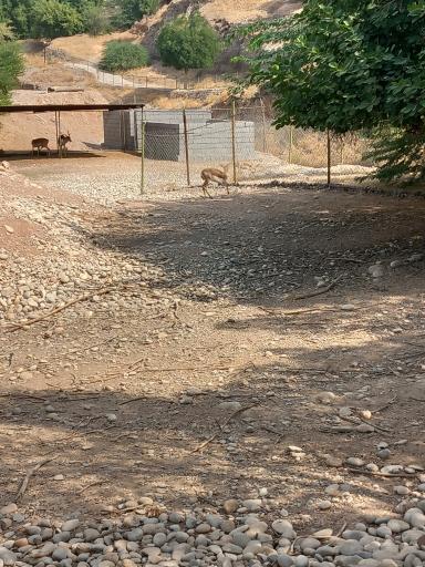 عکس باغ وحش دز