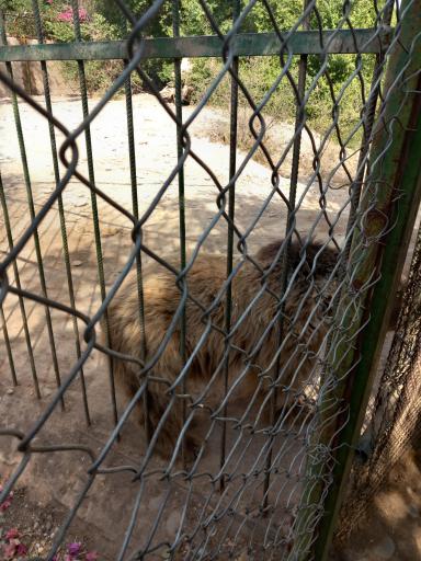 عکس باغ وحش دز