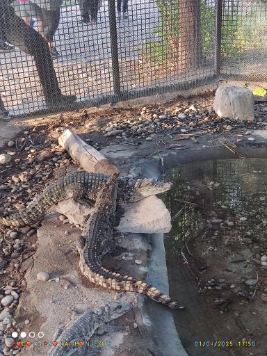 عکس باغ وحش دز