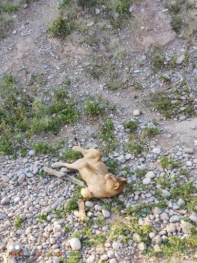 عکس باغ وحش دز