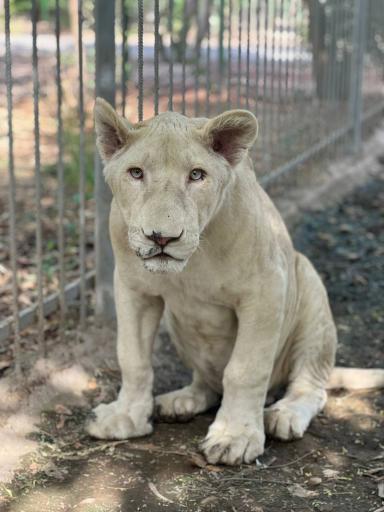 عکس باغ وحش دز