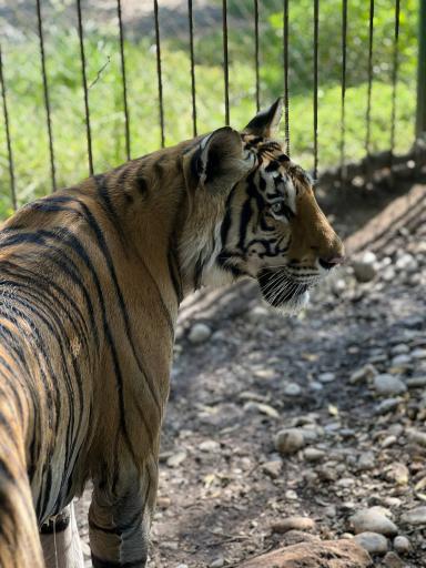 عکس باغ وحش دز