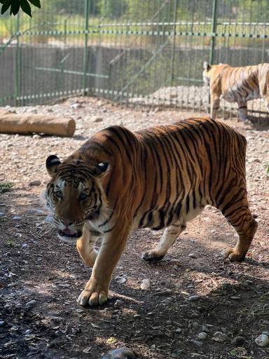 عکس باغ وحش دز