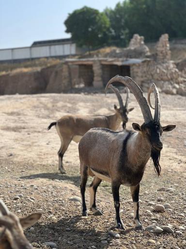 عکس باغ وحش دز