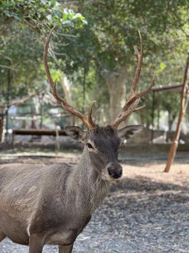 عکس باغ وحش دز