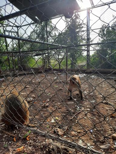 عکس باغ وحش دز