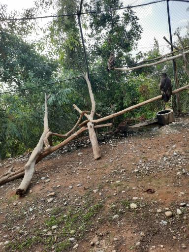 عکس باغ وحش دز