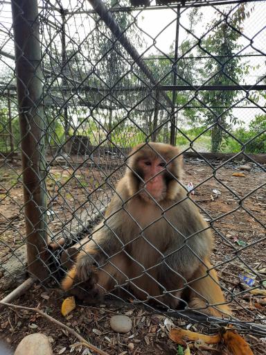 عکس باغ وحش دز