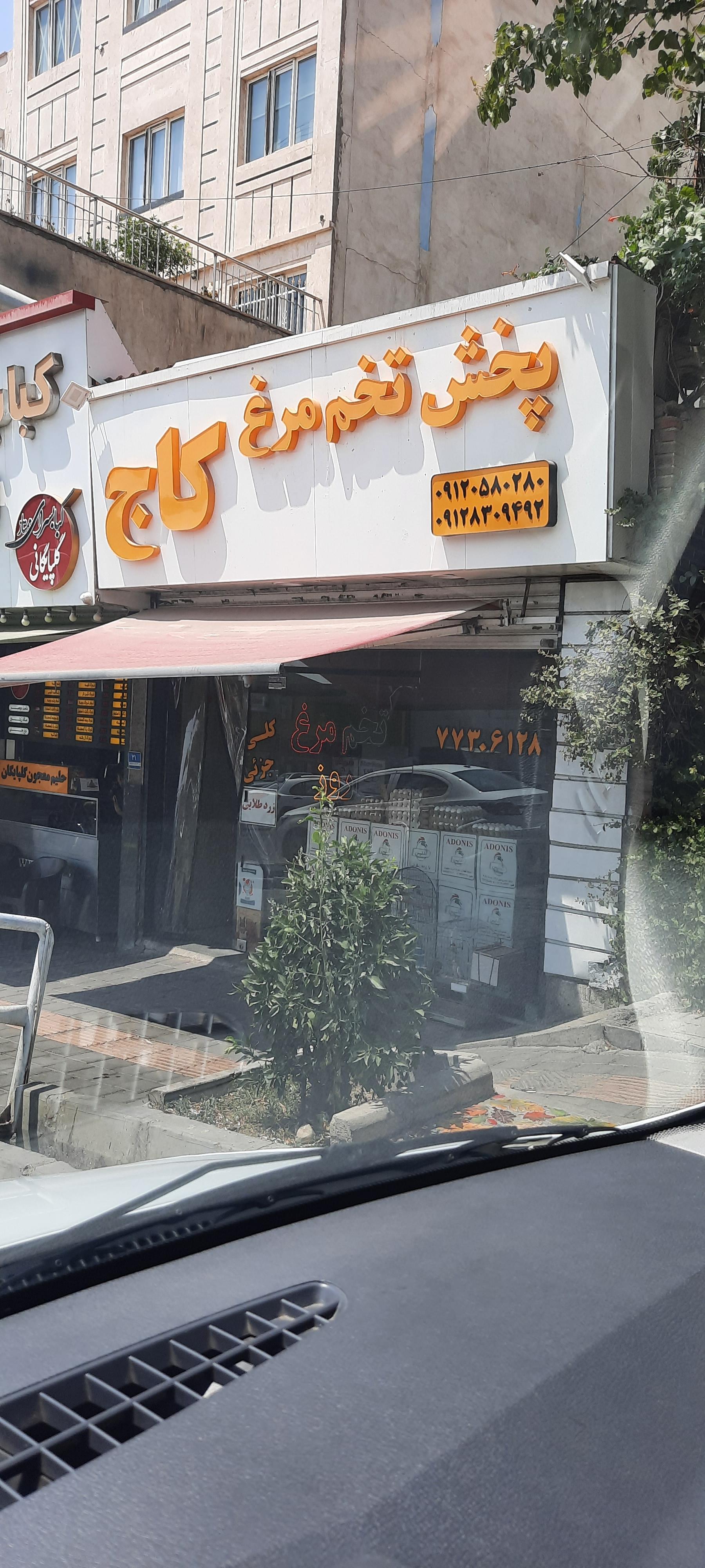 عکس پخش تخم مرغ کاج