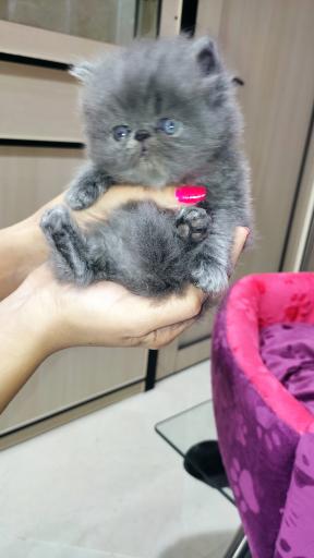 عکس دامپزشکی