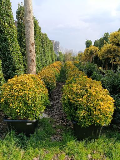 عکس نمایشگاه گل و گیاه مرادی