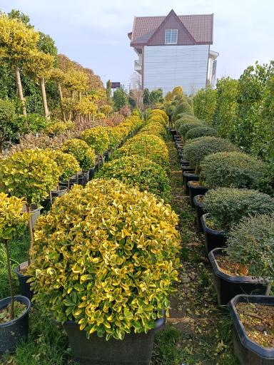 عکس نمایشگاه گل و گیاه مرادی