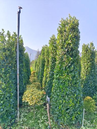 عکس نمایشگاه گل و گیاه مرادی