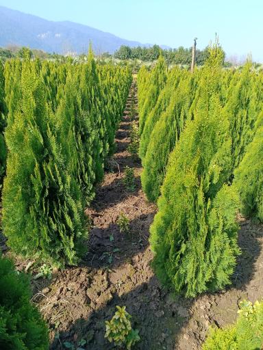 عکس نمایشگاه گل و گیاه مرادی