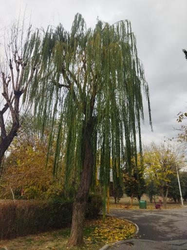 عکس بوستان خیام نیشابوری