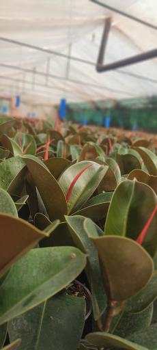 عکس گلخانه فیکوس شفیعی