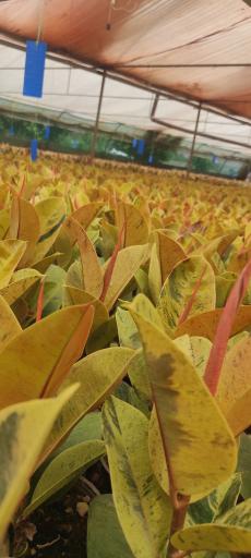 عکس گلخانه فیکوس شفیعی