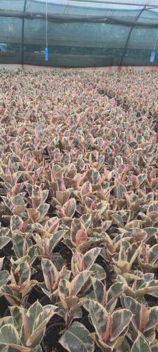 عکس گلخانه فیکوس شفیعی