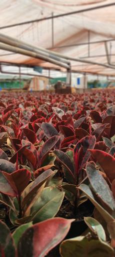 عکس گلخانه فیکوس شفیعی