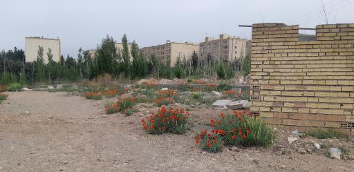 عکس شهرک کومه