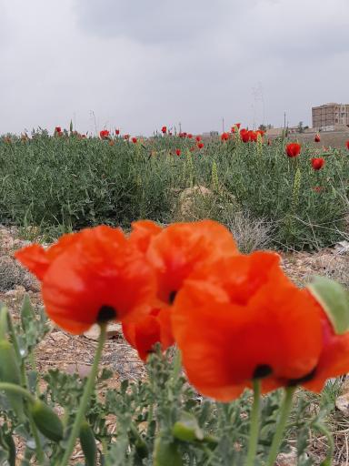 عکس شهرک کومه