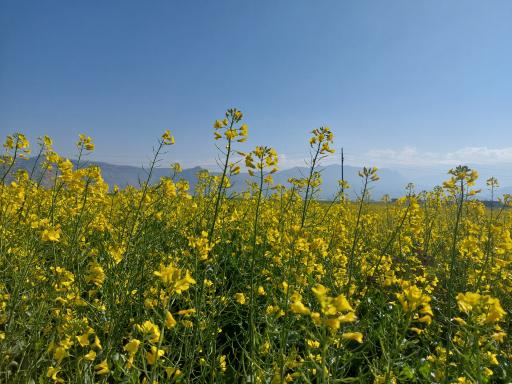 عکس مجموعه تحقیقاتی بوم گردی و گردشگری قلعه تل 