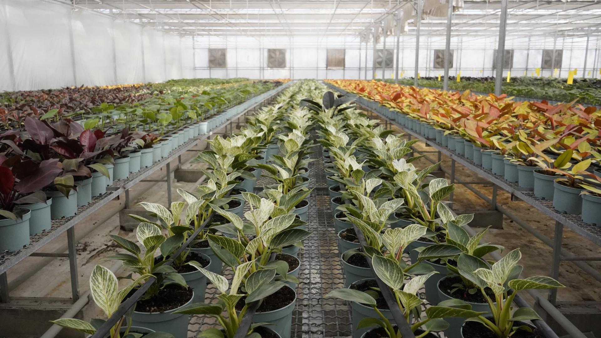 عکس گلخانه ی پارس فلور