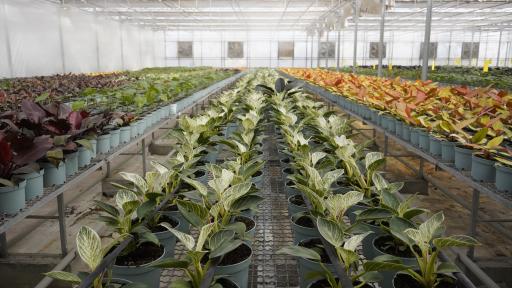 عکس گلخانه ی پارس فلور