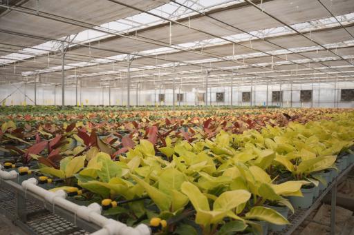 عکس گلخانه ی پارس فلور