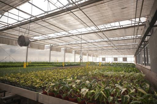 عکس گلخانه ی پارس فلور