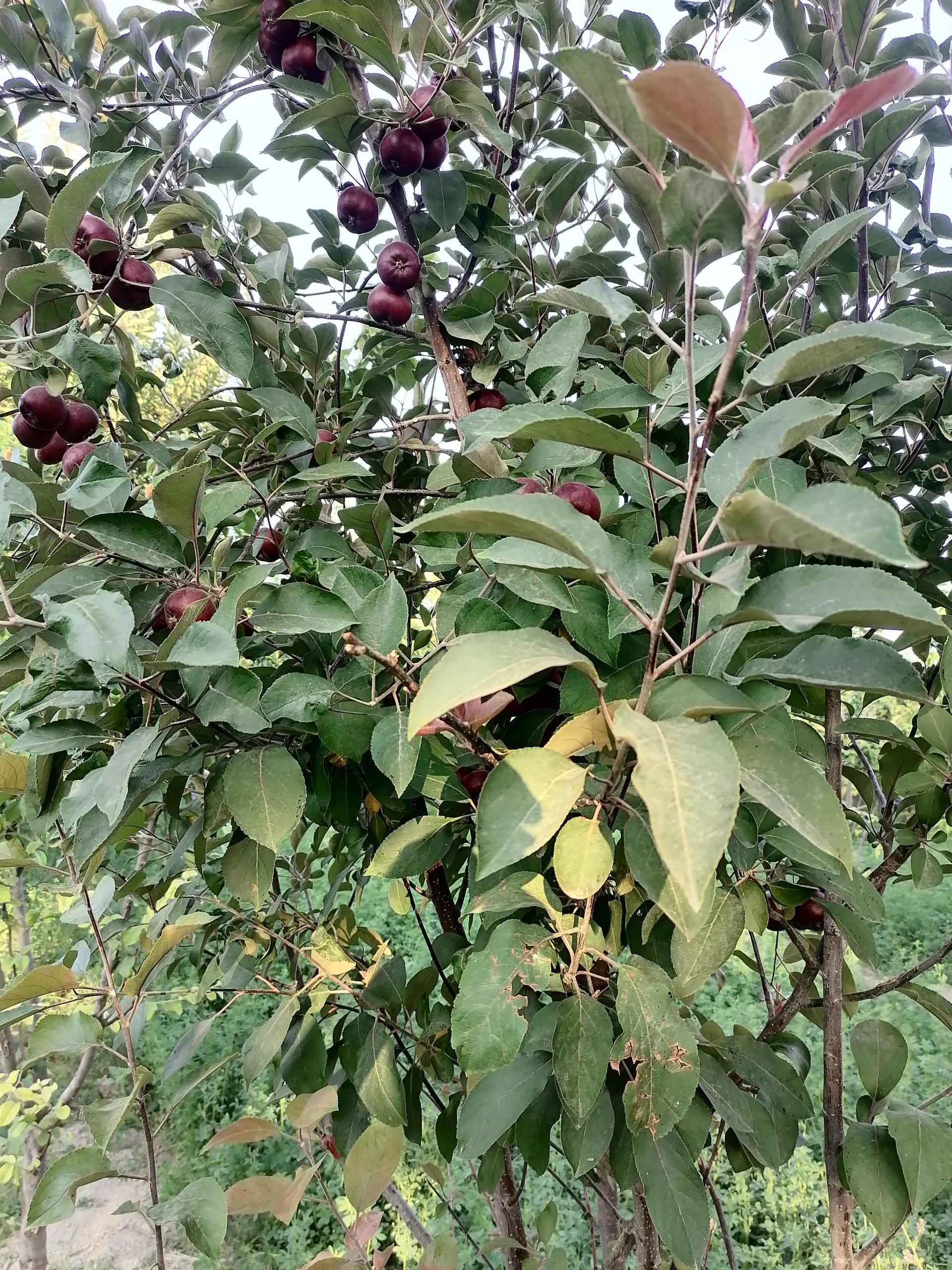 عکس نهالستان امینی 