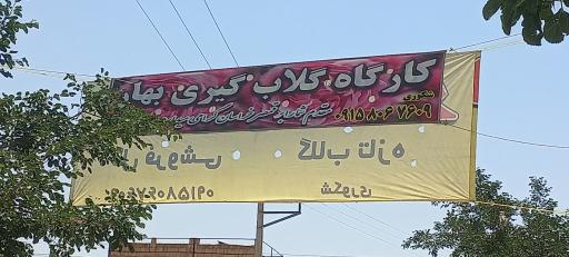 عکس کارگاه گلاب گیری بهار