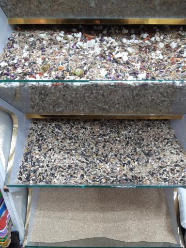 عکس پرنده سرا و پت شاپ توییتی